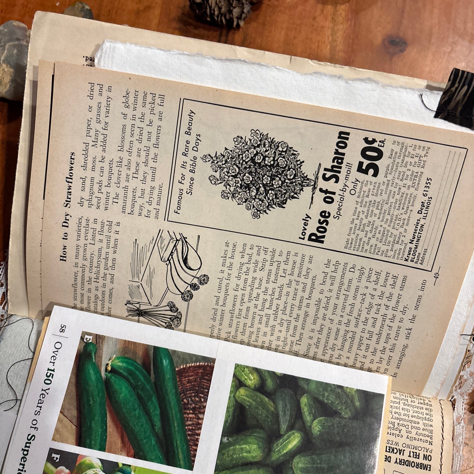 Moth Junk Journal